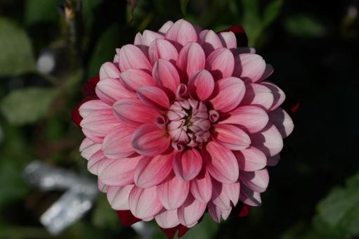 ダリア（恋金魚）の写真