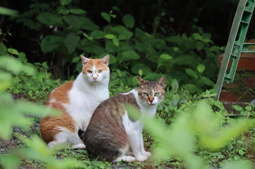 緑の植物と2匹の猫のいる風景 緑の植物と2匹の猫のいる風景 緑,植物,2匹の写真素材