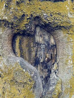 背景素材 風景,自然,背景の写真素材