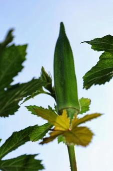 ぐんぐん伸びるオクラの写真