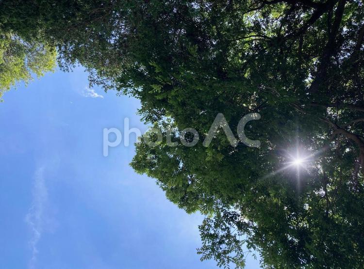 下から見上げた晴れた日の空 空,晴れ,木の写真素材