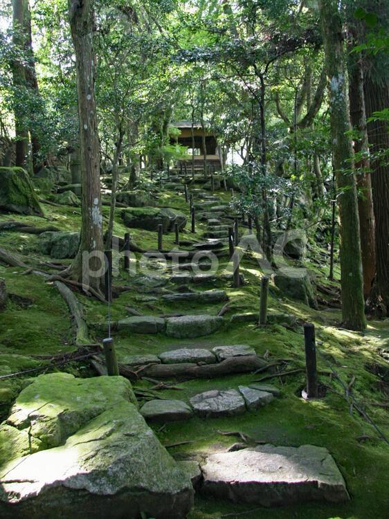 苔が広がる日本庭園の小径 庭園,苔,石段の写真素材