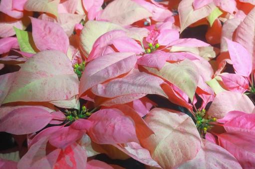 ピンク色のポインセチア ピンク,桃色,ポインセチアの写真素材