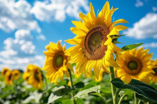夏を彩る美しいひまわりの花畑 夏を彩る美しいひまわりの花畑の写真