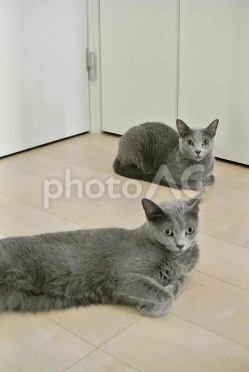 香箱座と片手曲げの猫 猫,ねこ,ロシアンブルーの写真素材