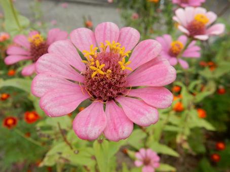 【花の写真】 ヒャクニチソウ（百日草）の写真