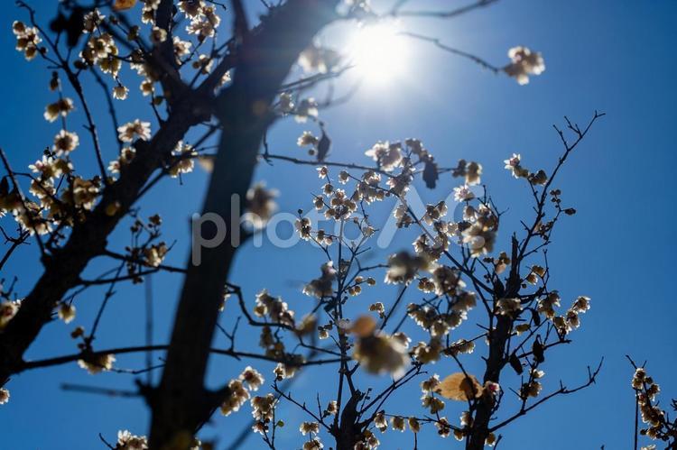 冬の古代蓮の里 ロウバイ,花,青空の写真素材