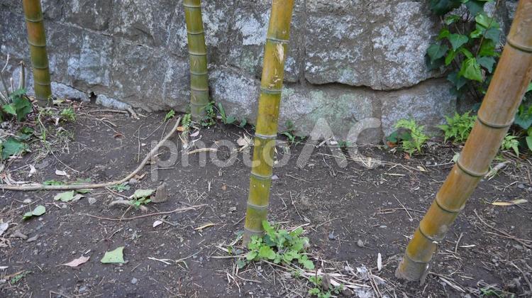 植物のある風景 公園,お花,植物の写真素材