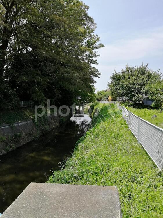 真夏の川辺　その１ 風景,草,木の写真素材