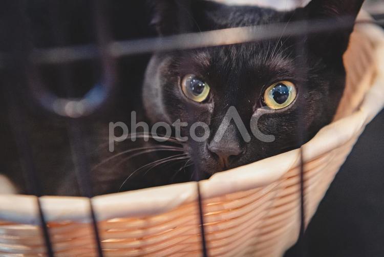 ケージの中でくつろぐ、かわいい猫 猫,動物,ペットの写真素材