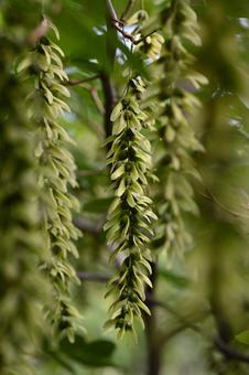 Photo, shinagawa walnut, kampoufu, wood, 