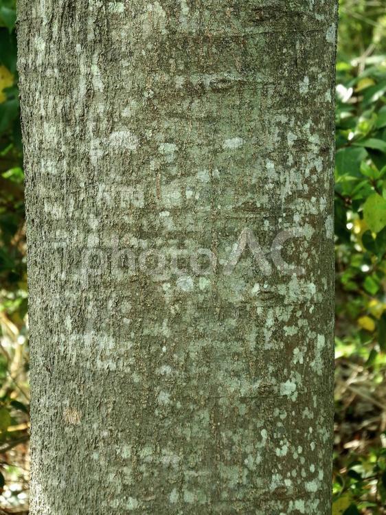 エノキの成木の樹皮 エノキ,榎,樹皮の写真素材