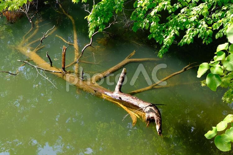 水面から見える木 植物,木,水中の写真素材