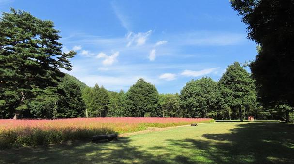 信州の秋 赤い花のソバ畑 信州の秋 赤い花のソバ畑 蕎麦畑,花,秋の写真素材