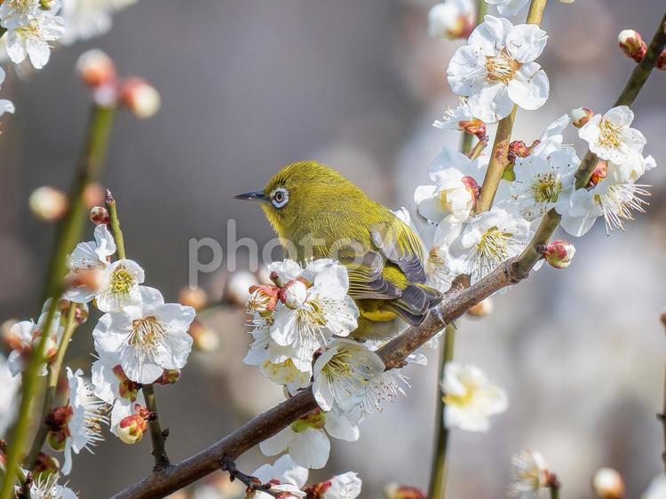 梅の花とメジロ・ウメジロー メジロ,ウメジロー,野鳥の写真素材