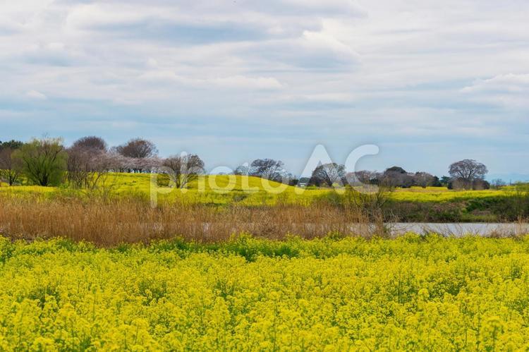 利根川河川敷の菜の花畑 なの花,春,初春の写真素材