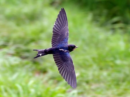 ツバメの飛翔 ツバメの飛翔 ツバメ,燕,野鳥の写真素材