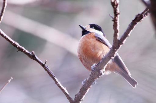 アップで撮った可愛いヤマガラ アップで撮った可愛いヤマガラ 鳥,ヤマガラ,自然の写真素材