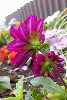 ダリア [Dahlia]-005の写真