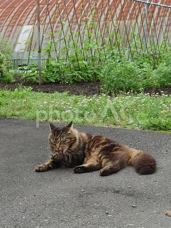 畑の見張り ねこ,動物,散歩の写真素材