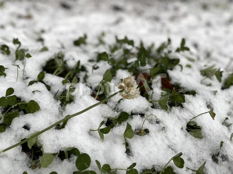 雪 冬,雪,景色の写真素材