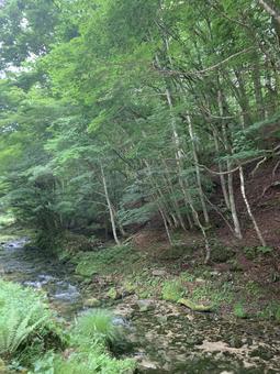 A tranquil forest of clear streams and broad-leaved trees, woods, forest, ogawa, JPG
