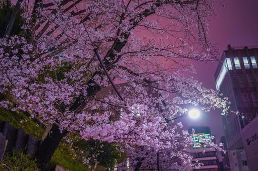 街灯に照らされる赤坂桜 街灯に照らされる赤坂桜 桜,夜桜,街灯の写真素材
