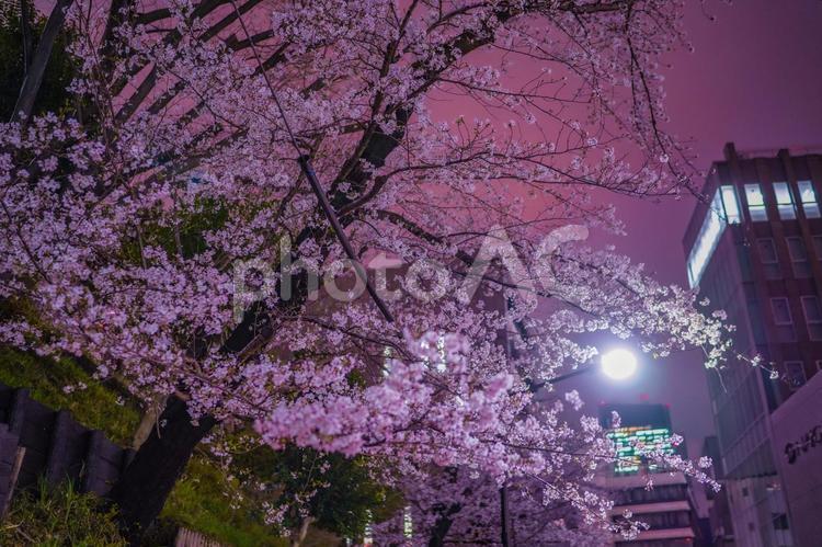 街灯に照らされる赤坂桜 桜,夜桜,街灯の写真素材