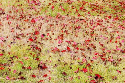 草の上の落ち葉の背景 草の上の落ち葉の背景の写真