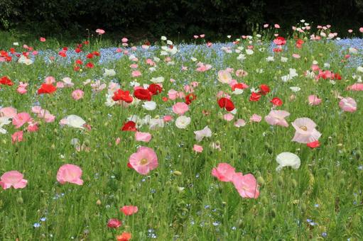 Poppies 02, JPG Poppies 02, JPG