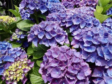 Photo, hydrangea, purple, a garden, 