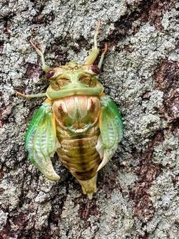 羽化したばかりのセミ1 羽化したばかりのセミ1の写真