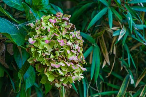 色褪せた紫陽花の花と竹の葉 色褪せた紫陽花の花と竹の葉 紫陽花,花,緑の写真素材
