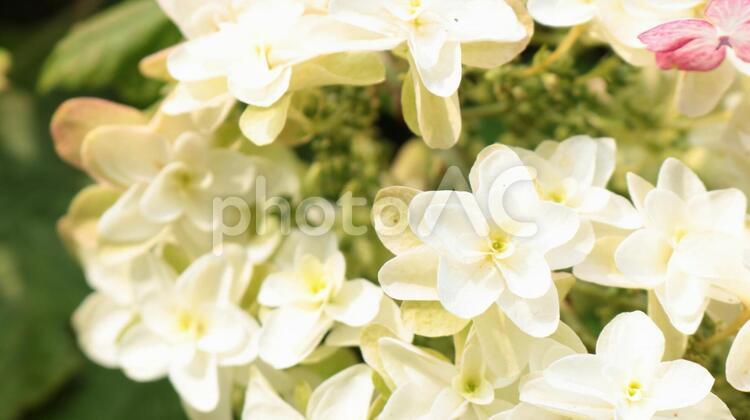 咲き始めのシロバナアジサイのアップ 花,紫,自然の写真素材