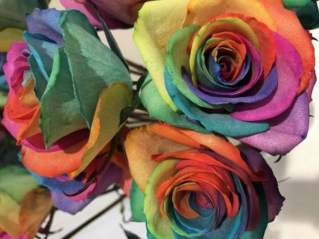 虹色の薔薇 薔薇,虹色,花の写真素材