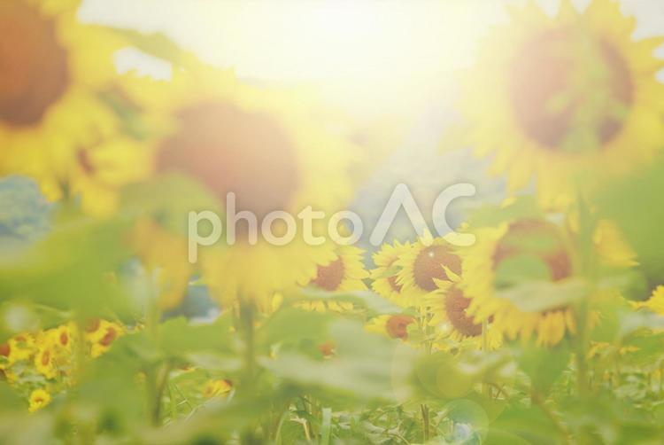 光が差す明るい向日葵 向日葵,ひまわり,ひまわり畑の写真素材