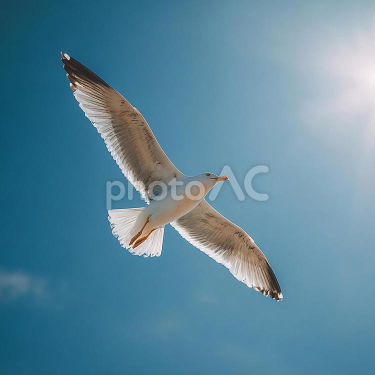 （清々しい）カモメの飛行 カモメ,鳥,動物の写真素材