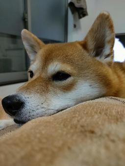 毛布でリラックスする柴犬! 毛布でリラックスする柴犬!の写真