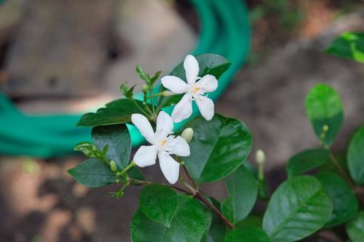 セイロンライティアの花 セイロンライティアの花の写真
