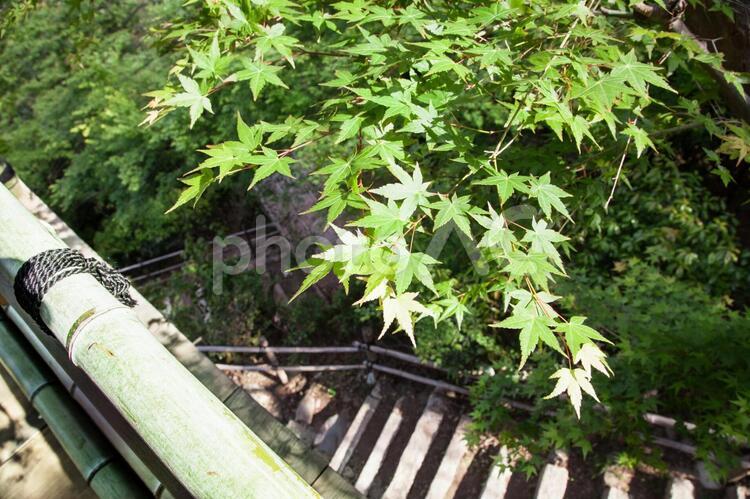 緑のもみじと石の階段 かえで,和,和風の写真素材