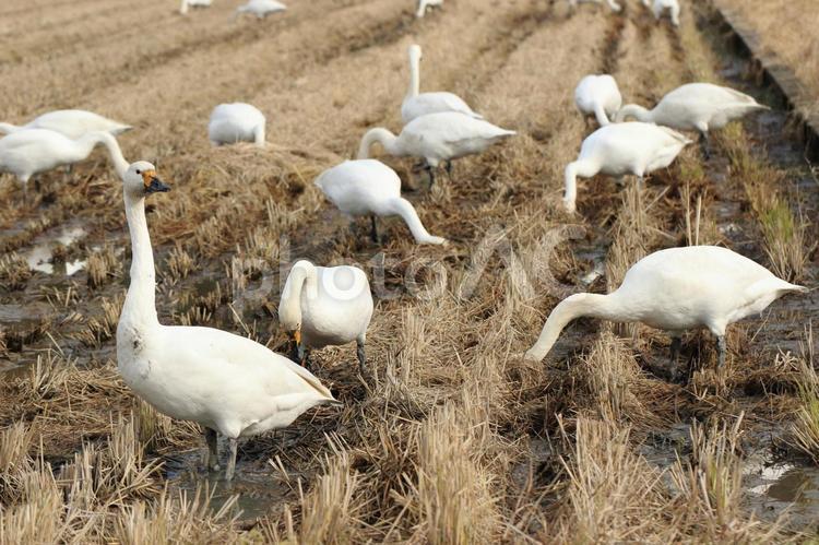 冬の田んぼに餌を食べにきたコハクチョウの群れです コハクチョウ,冬,田園の写真素材