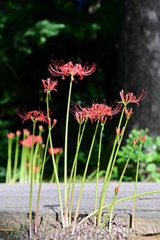 東香山大乘寺 緑,日本,屋外の写真素材