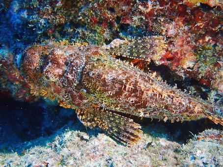 オニカサゴ ダイビング,海,シュノーケルの写真素材