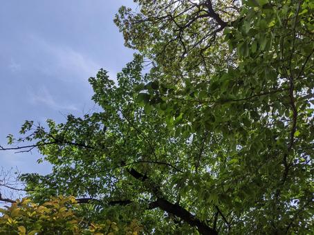 空 自然 木々 木 樹 空 自然 木々 木 樹の写真