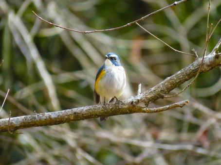 枝に留まるルリビタキのオス 枝に留まるルリビタキのオス ルリビタキ,瑠璃鶲,野鳥の写真素材