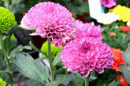 ピンクのポンポン菊 菊,ポンポン菊,小菊の写真素材