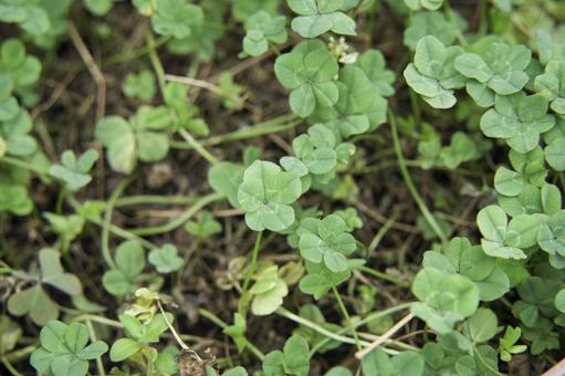 小さな四つ葉 植物,葉,緑の写真素材