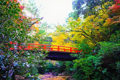 日本三景宮島紅葉谷公園の紅葉 宮島,廿日市市,厳島の写真素材