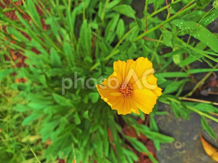 力強く咲くオオキンケイギク オオキンケイギク,特定外来生物,花の写真素材