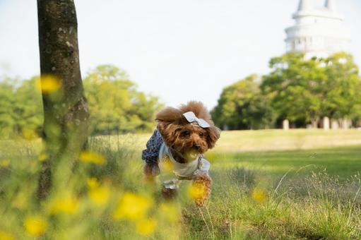 春の公園で遊ぶトイプードル 春の公園で遊ぶトイプードルの写真